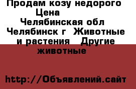 Продам козу недорого › Цена ­ 10 000 - Челябинская обл., Челябинск г. Животные и растения » Другие животные   
